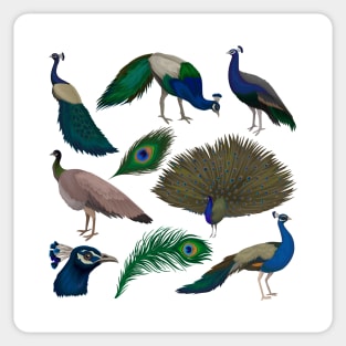 Peacock Collection Sticker